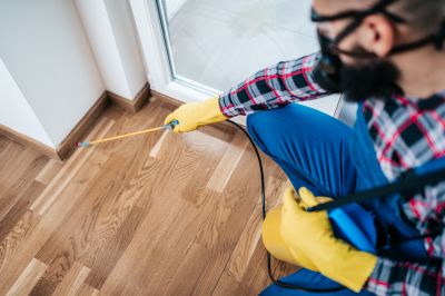 Hobo Spider Extermination in Frisco, TX