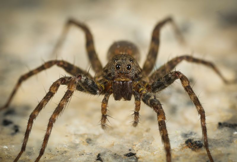 Common Spiders Extermination in Rockwall, TX