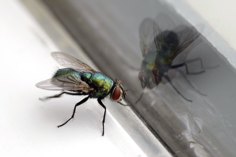 Fly Infestation Extermination in Mckinney, TX