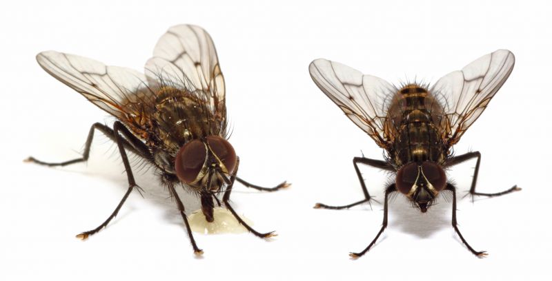 Fly Pest Control in Katy, TX