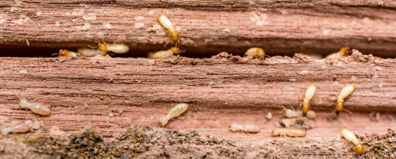 Termite Infestation