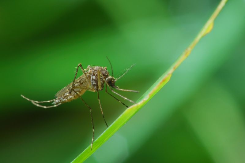 Mosquitoes Pest Control in Mckinney, TX