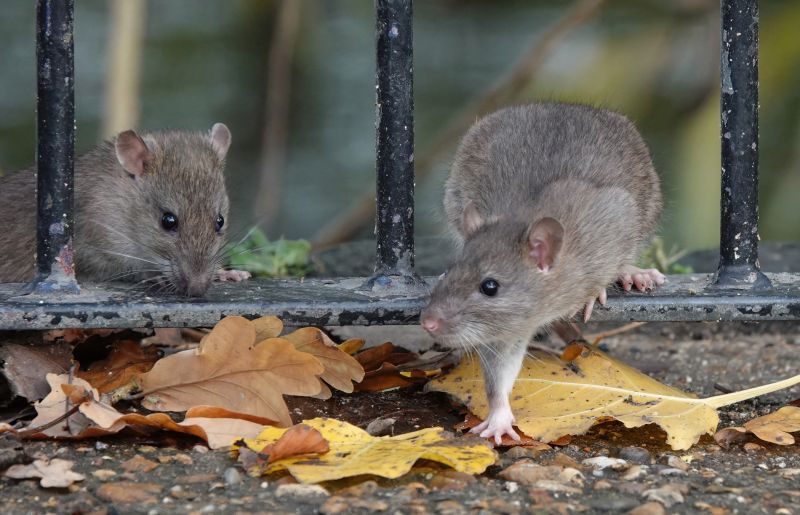 Rat Fumigation Service in Clarksville, TN