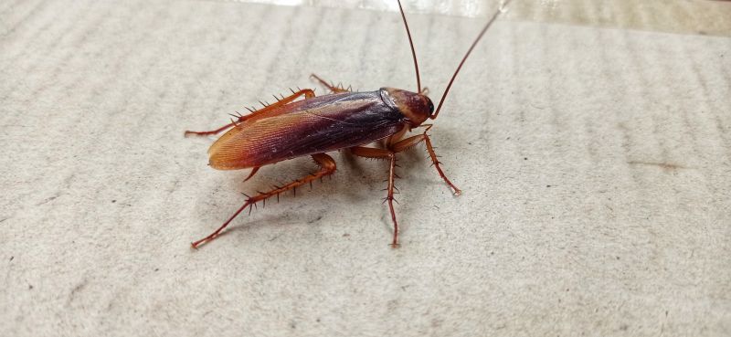 Roach Fumigation in Clarksville, TN