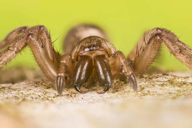 Trapdoor Spider Removal in Mckinney, TX