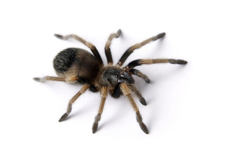 Trapdoor Spider Removal in Fort Worth, TX
